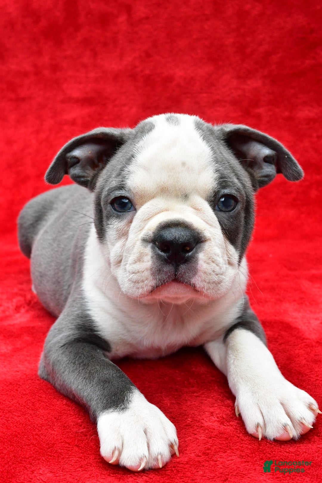 Boston Terrier dogs for sale: Jane - Image 8