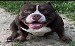 American Bully dogs for sale: Moe - Image 18