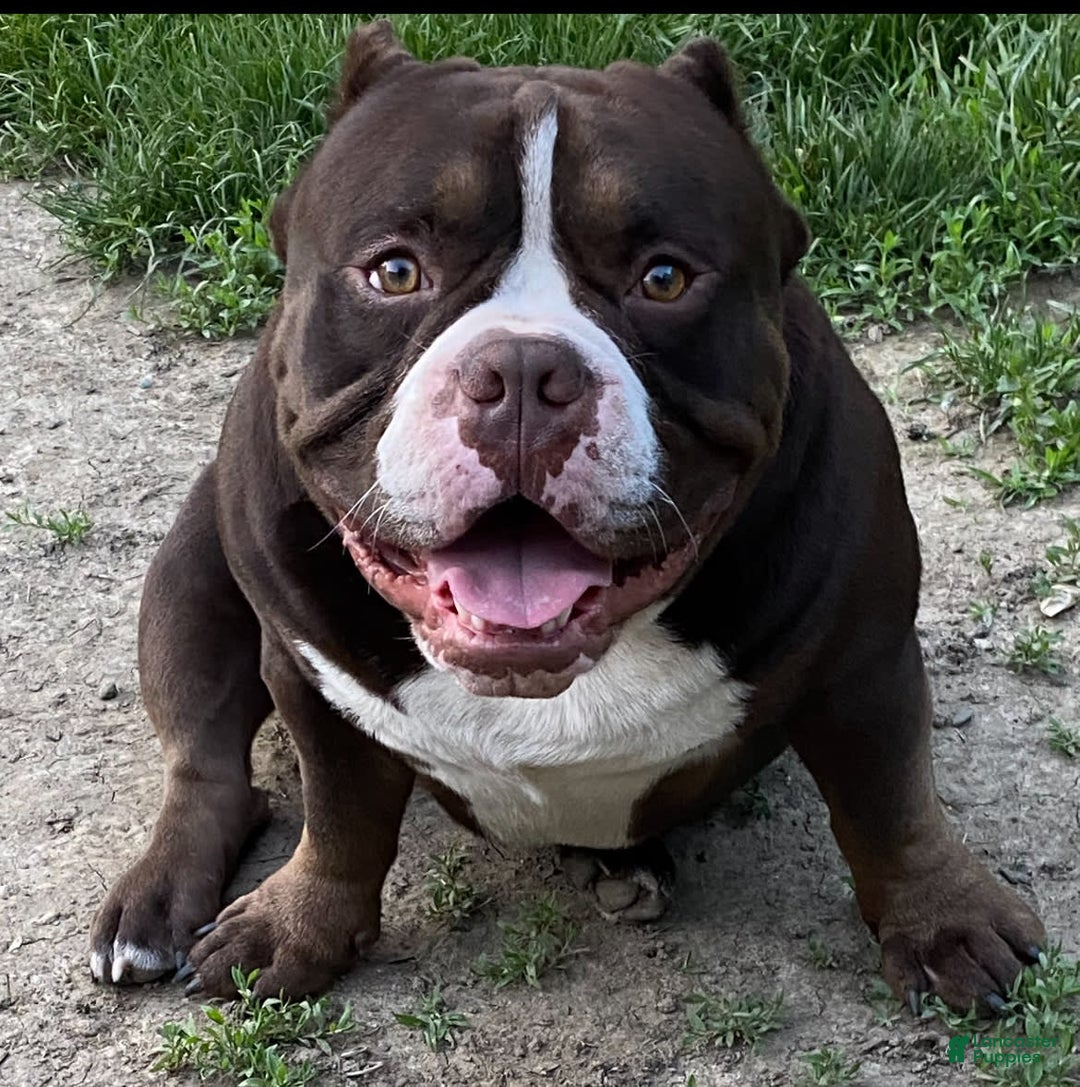 American Bully dogs for sale: Moe - Image 18