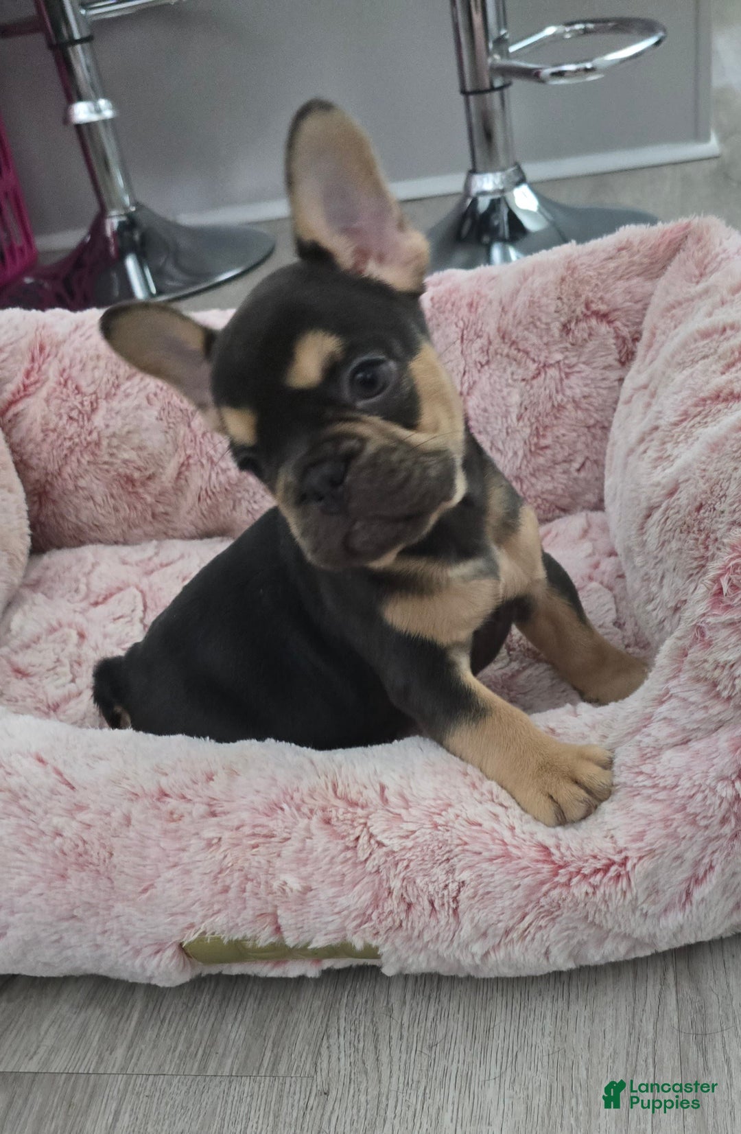 French Bulldog dogs for sale: French Bulldog 3 puppies - Image 1