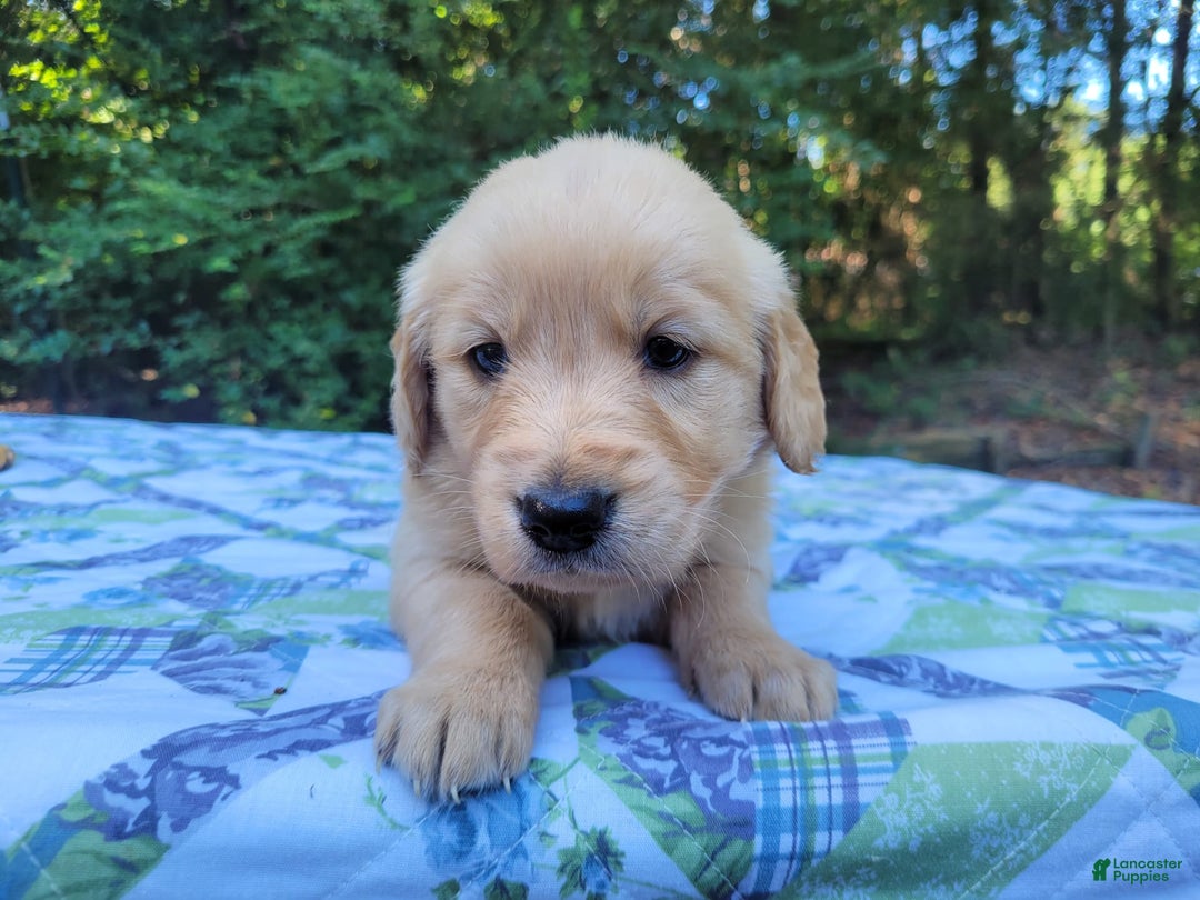 Golden Retriever dogs for sale: SHELLY - Image 1