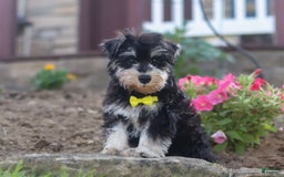Miniature Schnauzer dogs for sale: Denver - Image 16
