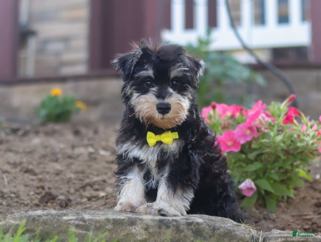 Miniature Schnauzer dogs for sale: Denver - Image 16