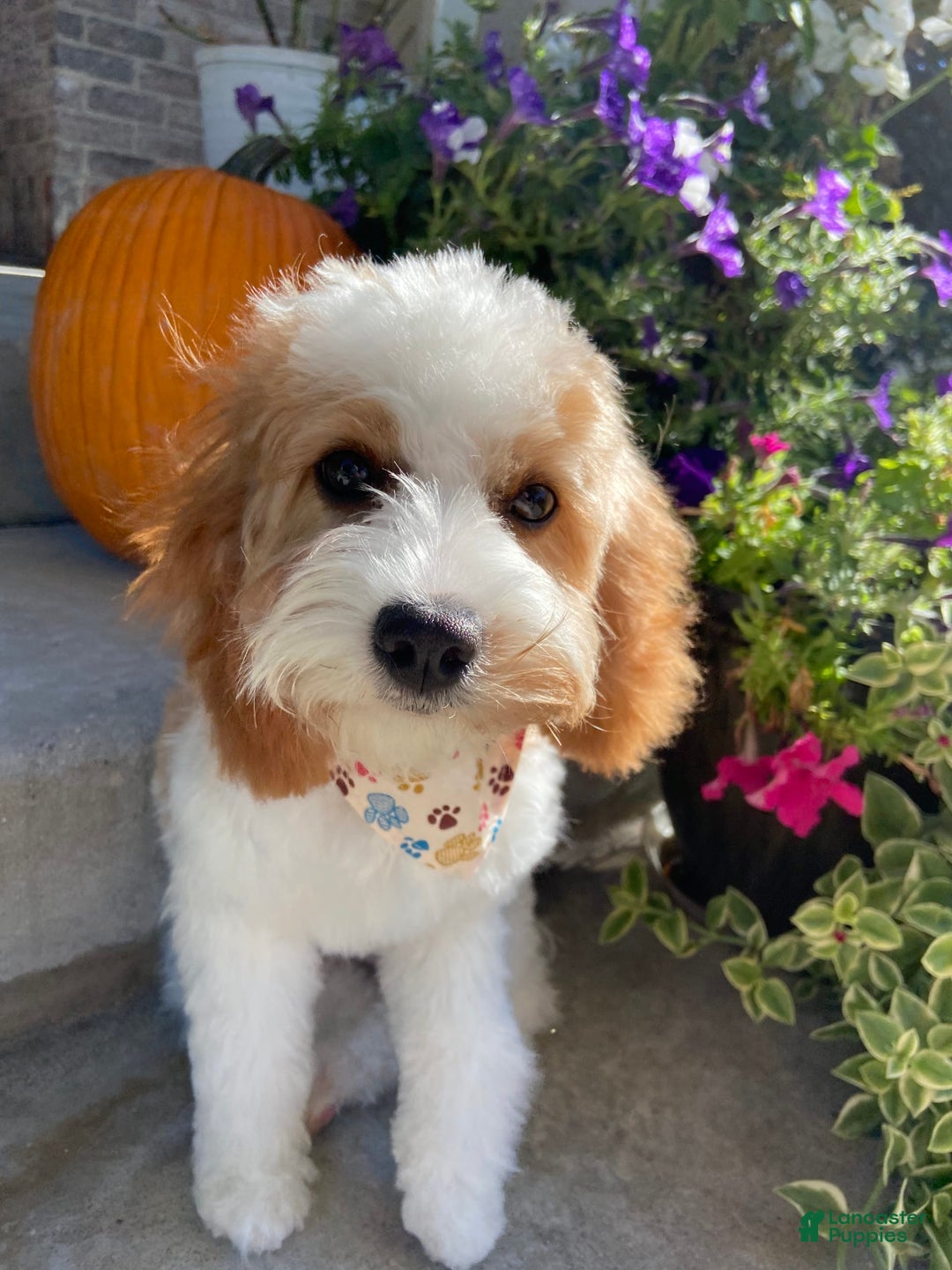 Cavapoo dogs for sale: Freesia - Image 3