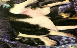 Chihuahua dogs for sale: Lori - Image 5