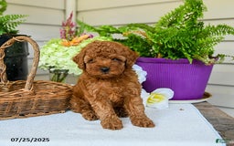 Toy Poodle dogs for sale: Niko - Image 4
