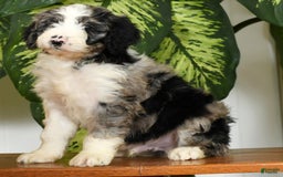 Aussiedoodle dogs for sale: Tucker - Image 2