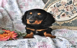 Miniature Dachshund dogs for sale: Troy - Image 1