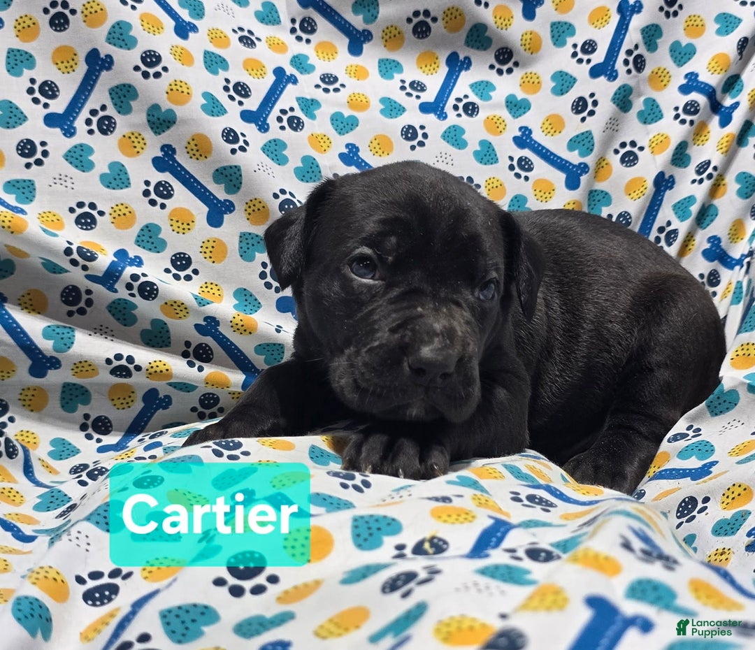 Cane Corso dogs for sale: Christian Dior - Image 5