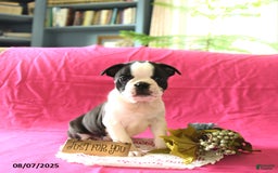 Boston Terrier dogs for sale: Leo - Image 3