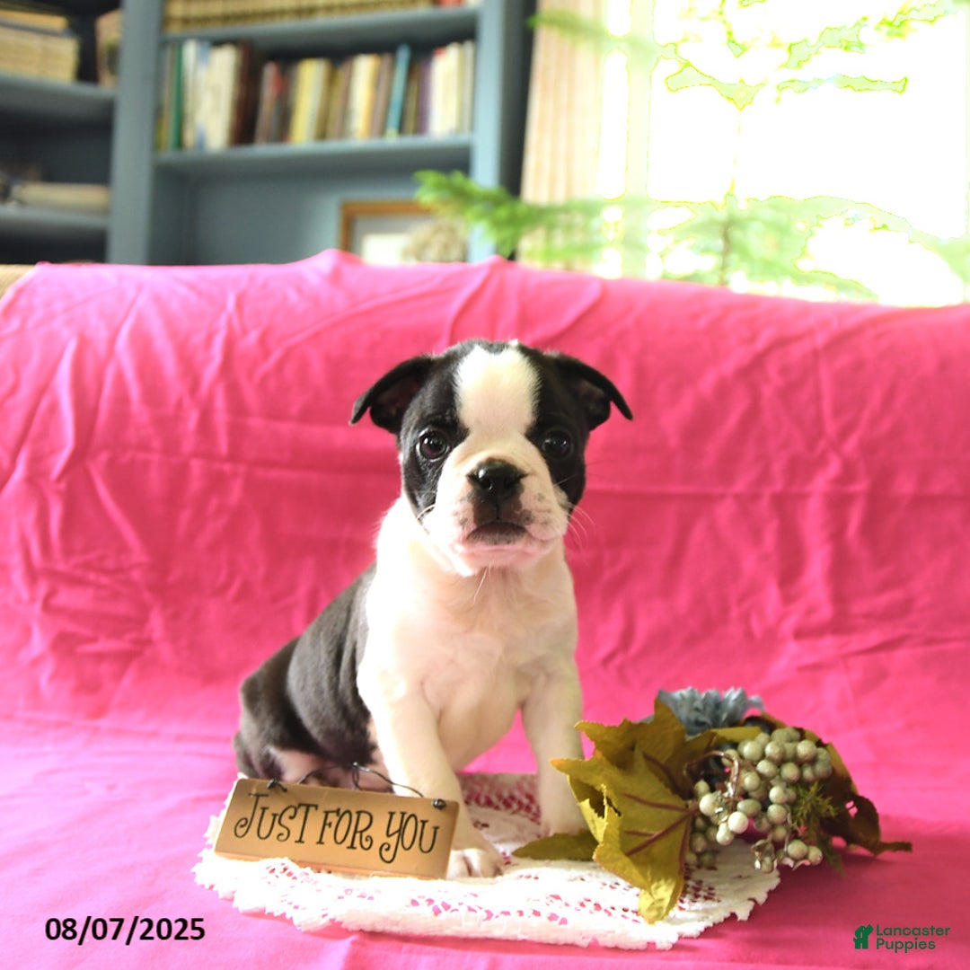 Boston Terrier dogs for sale: Leo - Image 3