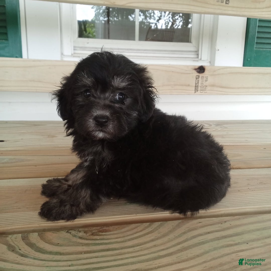 Havapoo dogs for sale: Benji - Image 2