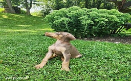 Doberman Pinscher dogs for sale: Doberman Pinscher 9 puppies - Image 12