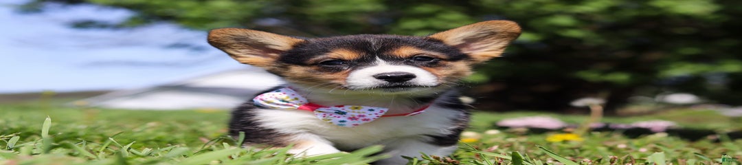Dena