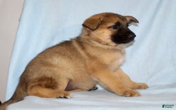 German Shepherd dogs for sale: Tracy - Image 3