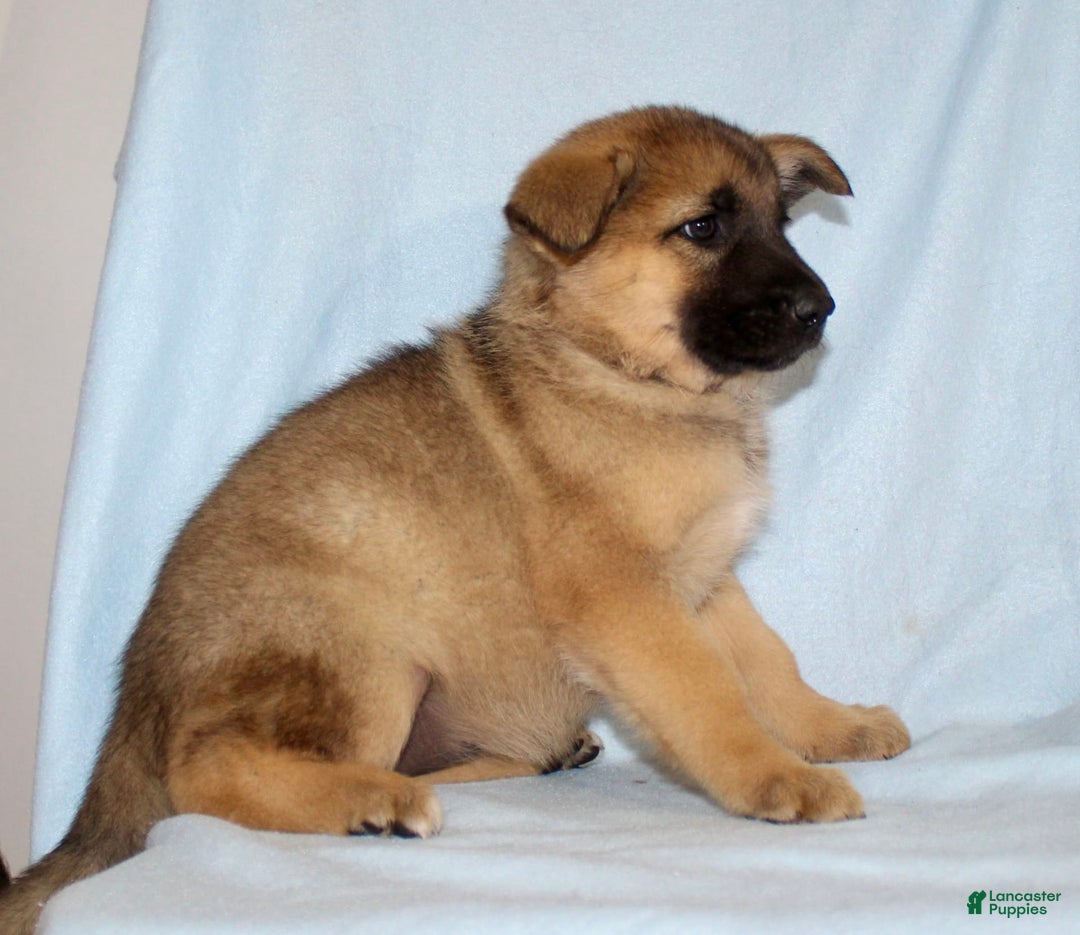 German Shepherd dogs for sale: Tracy - Image 3