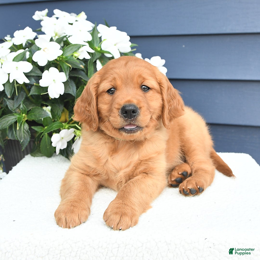 Miniature Golden Retriever dogs for sale: Kent - Image 4