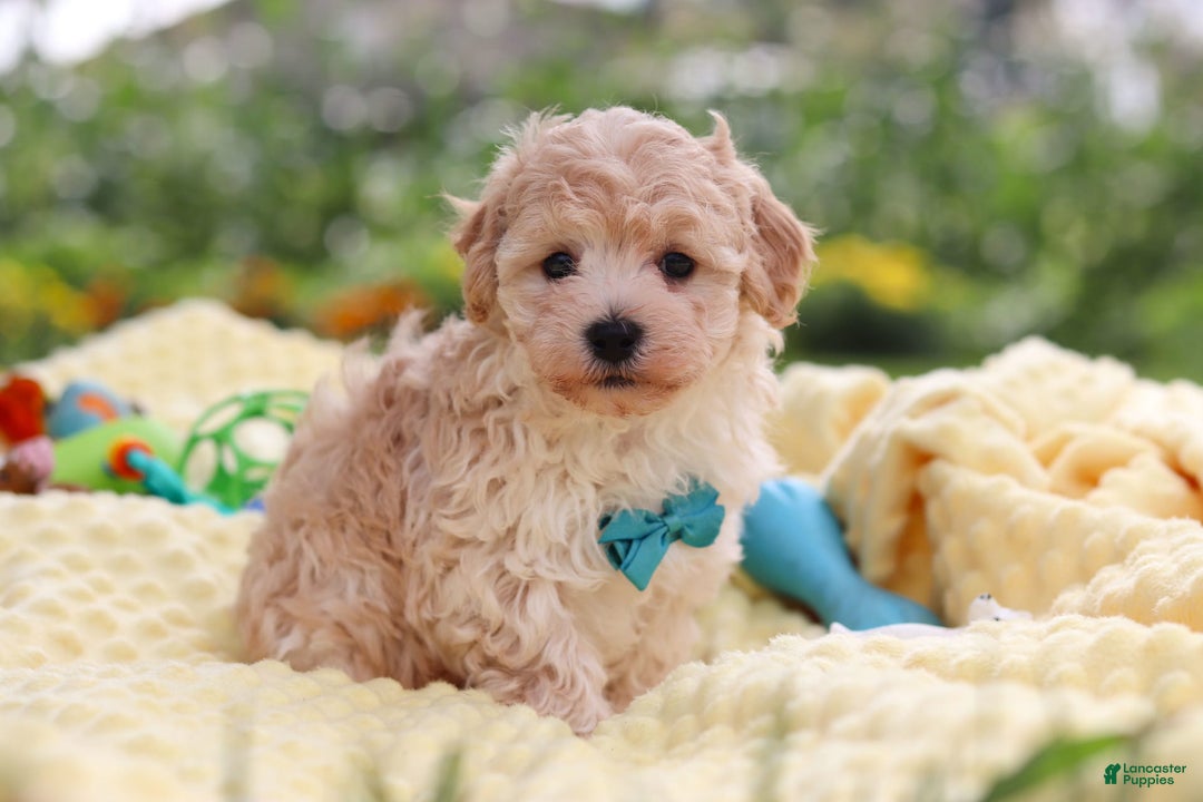 Havapoo dogs for sale: Mickey - Image 8