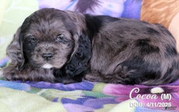 Cocker Spaniel dogs for sale: Cocoa - Image 3
