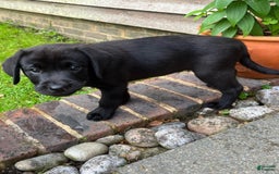 Labrador Retriever dogs for sale: Brina - Image 2