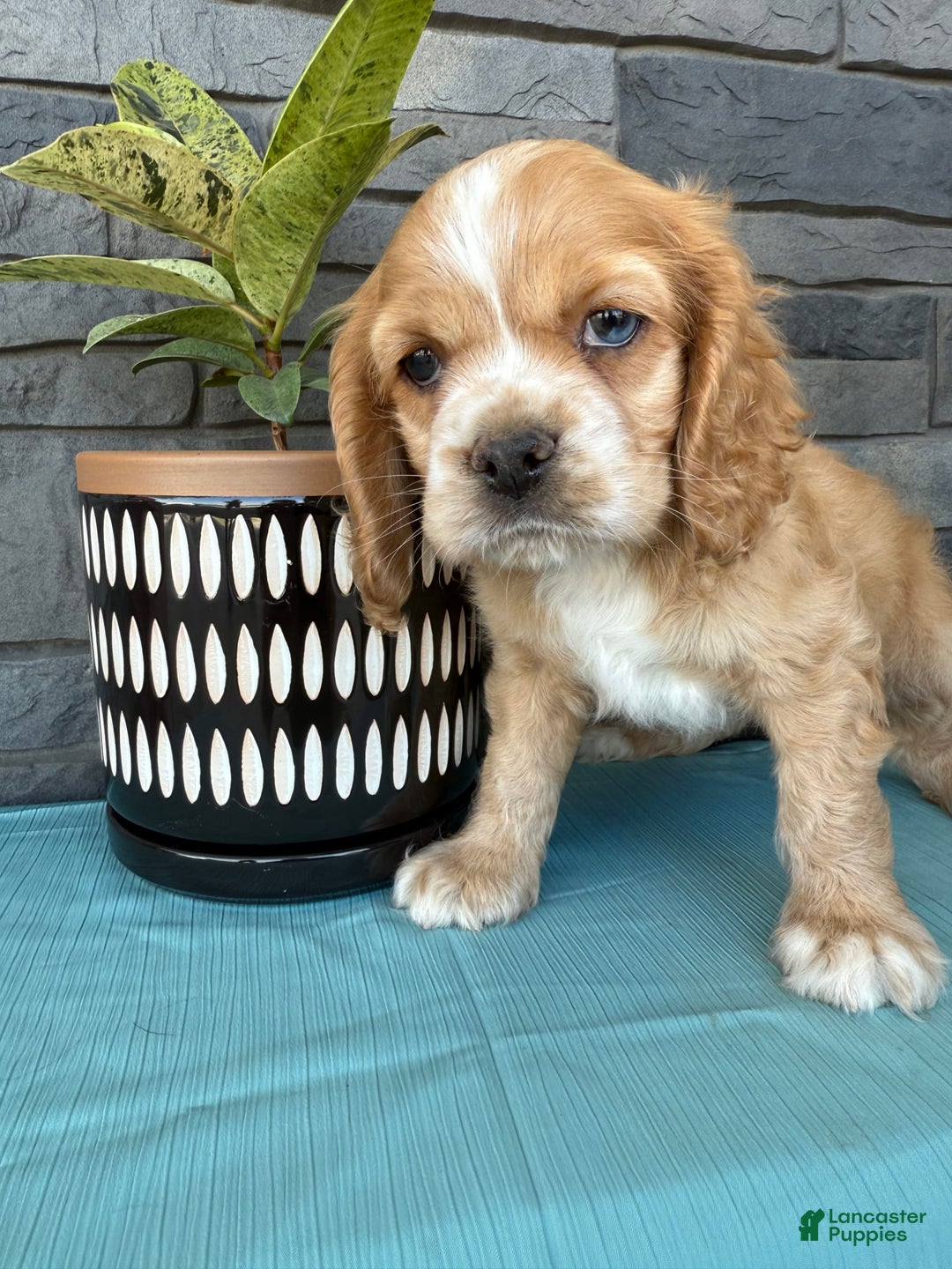 Cocker Spaniel dogs for sale: Tasha - Image 3