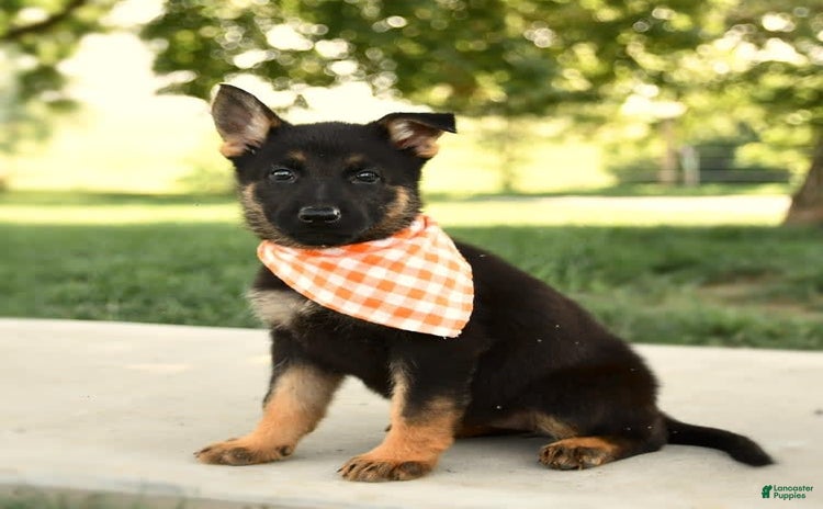 German Shepherd dogs for sale - Ad 1