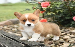 Welsh Corgi Pembroke dogs for sale: Cheeto - Image 7