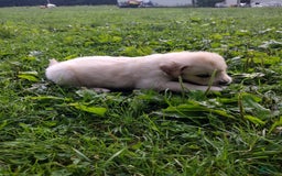 Golden Retriever dogs for sale: Poppy - Image 8