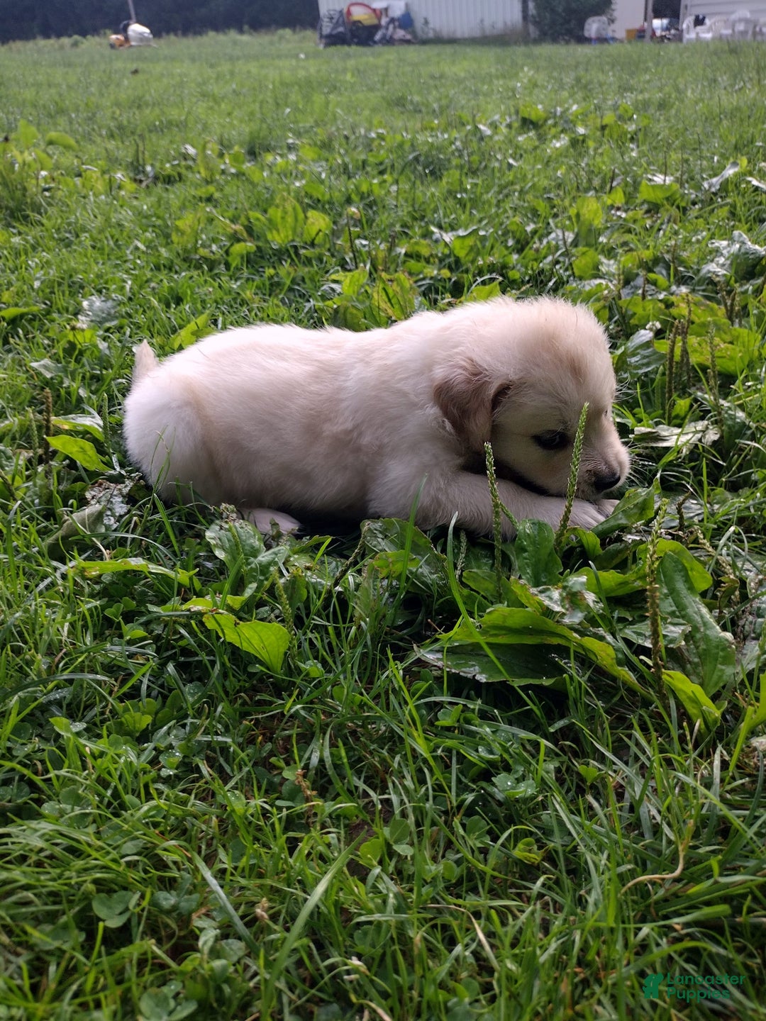 Golden Retriever dogs for sale: Poppy - Image 8