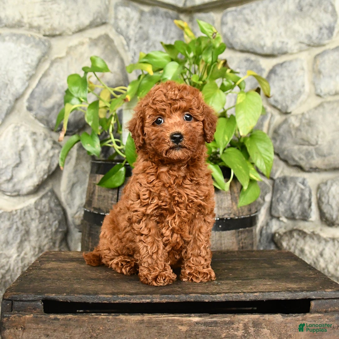 Cockapoo dogs for sale: Willow - Image 3