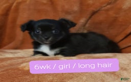 Chihuahua dogs for sale: Amy Rose - Image 1