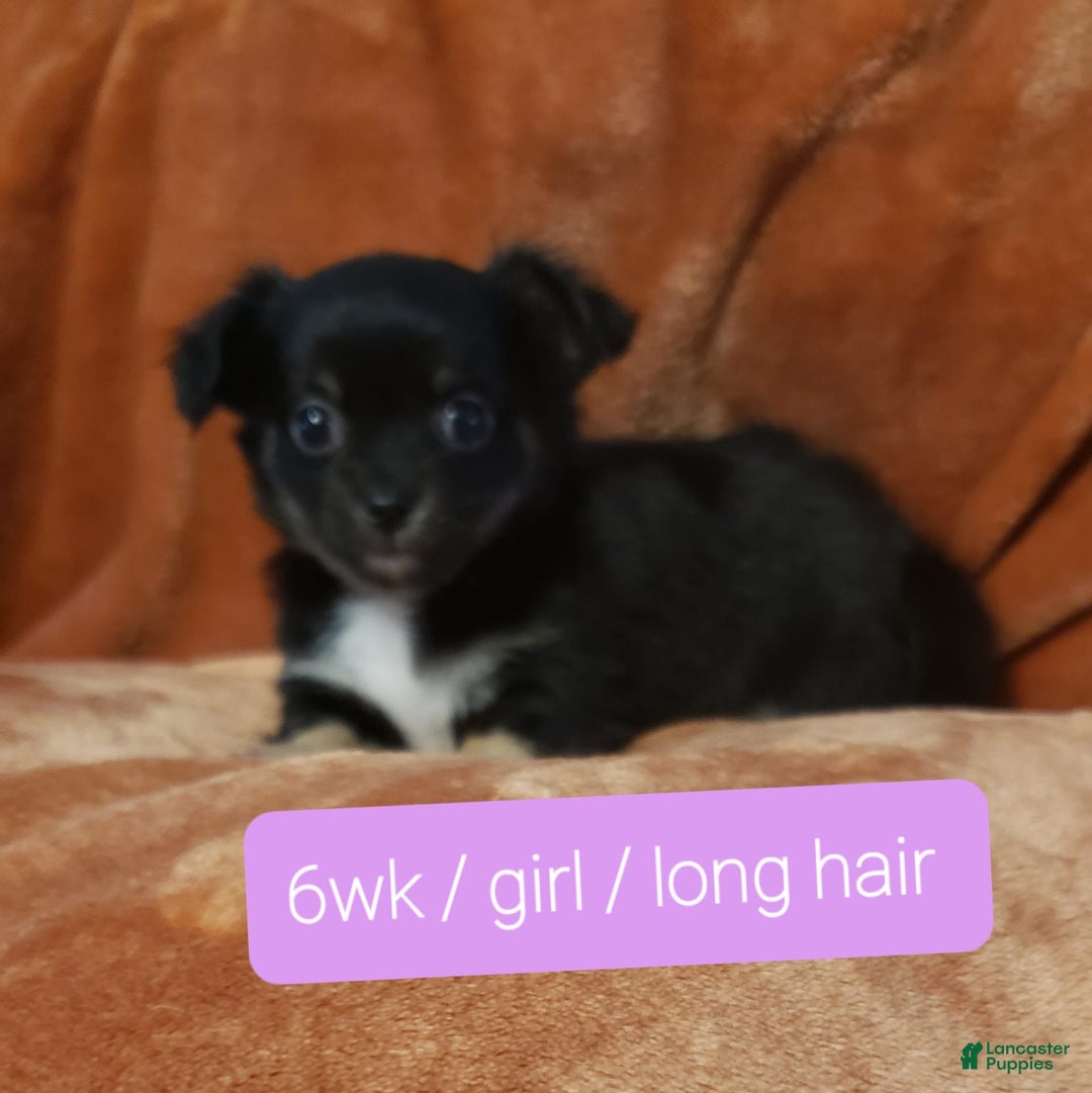 Chihuahua dogs for sale: Amy Rose - Image 1
