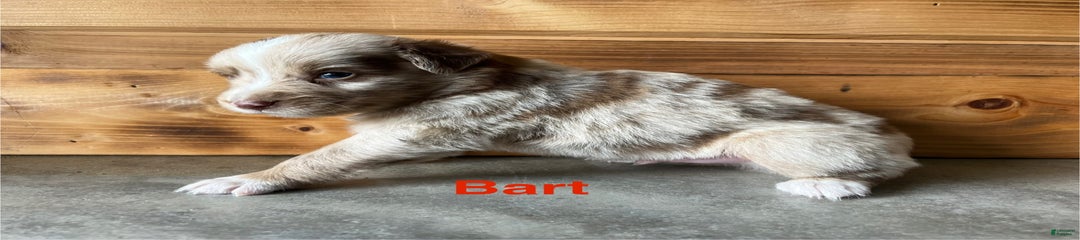 Bart