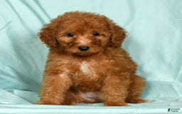 Mini Goldendoodle dogs for sale: Dolly - Image 1