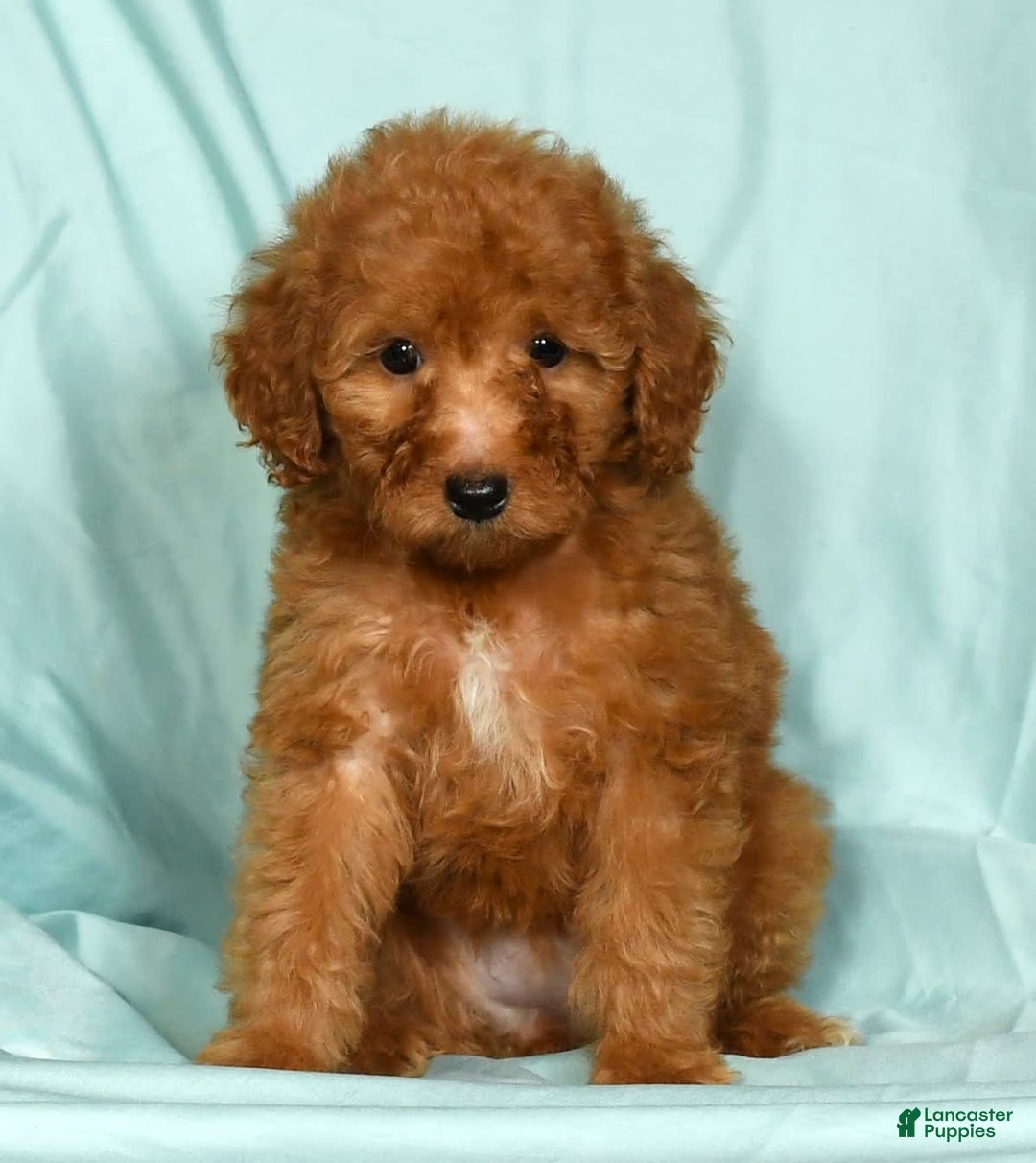 Mini Goldendoodle dogs for sale: Dolly - Image 1