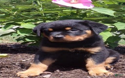 Rottweiler dogs for sale: Lavender - Image 10