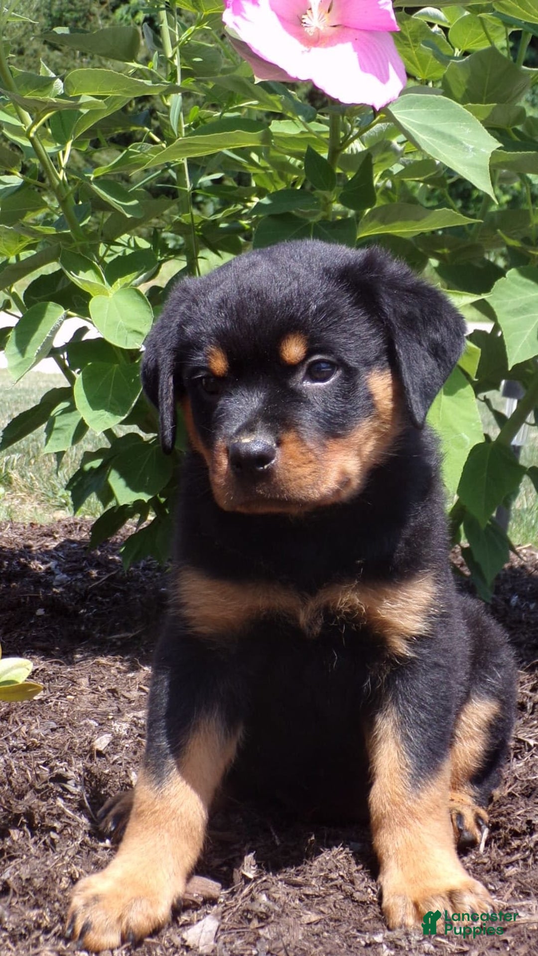 Rottweiler dogs for sale: Lavender - Image 10