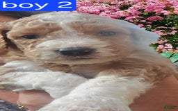 Goldendoodle dogs for sale: Sox - Image 3