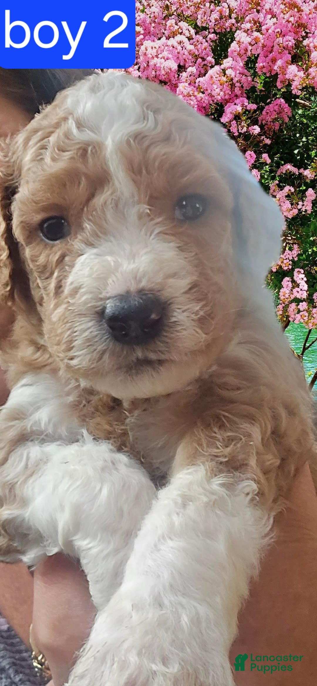 Goldendoodle dogs for sale: Sox - Image 3