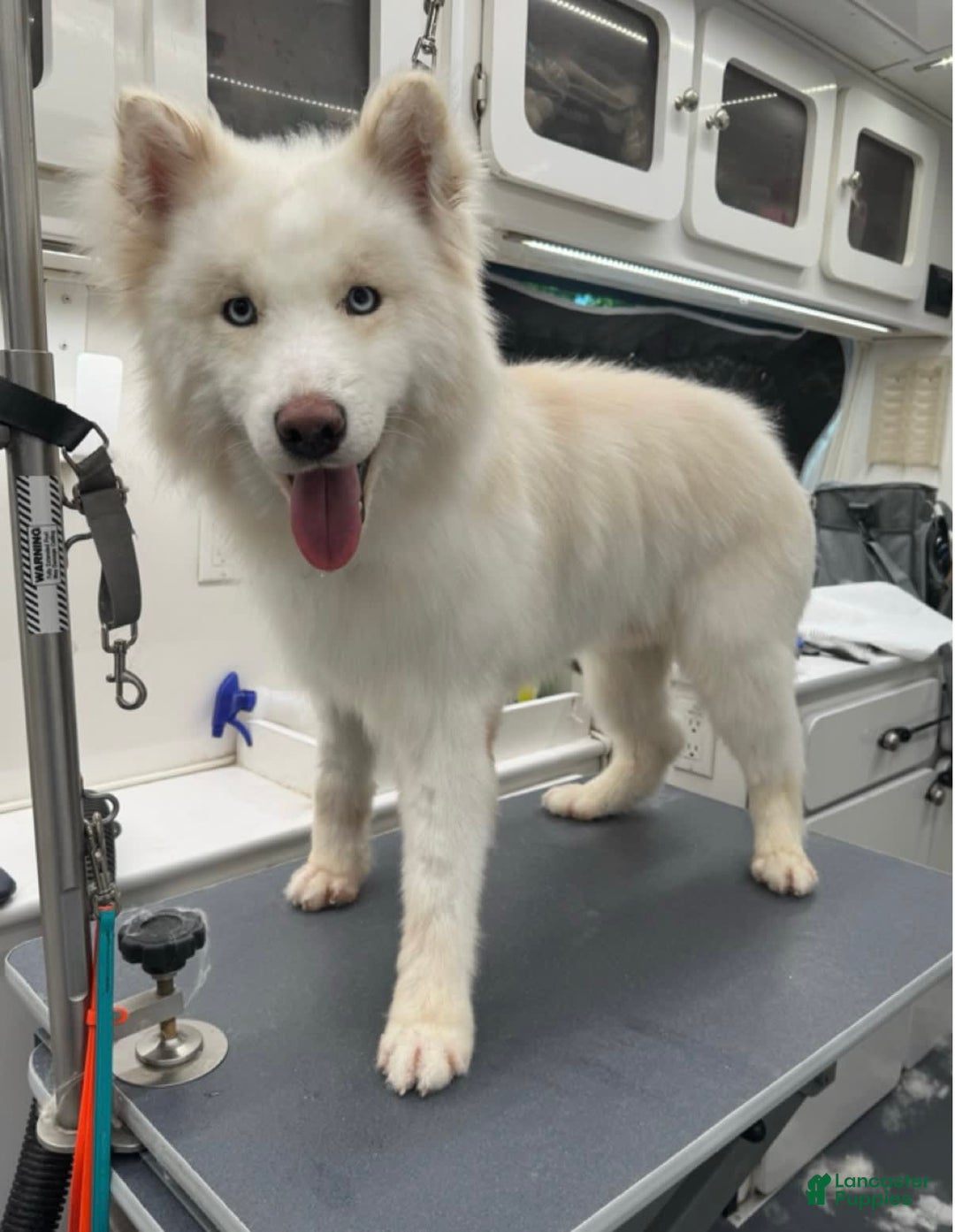 Siberian Husky dogs for sale: Feta - Image 4
