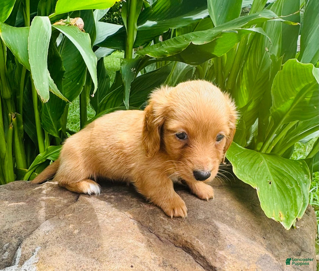 Miniature Dachshund dogs for sale: Gabby Long Haired - Image 2
