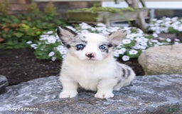 Welsh Corgi Pembroke dogs for sale: Isaiah - Image 2