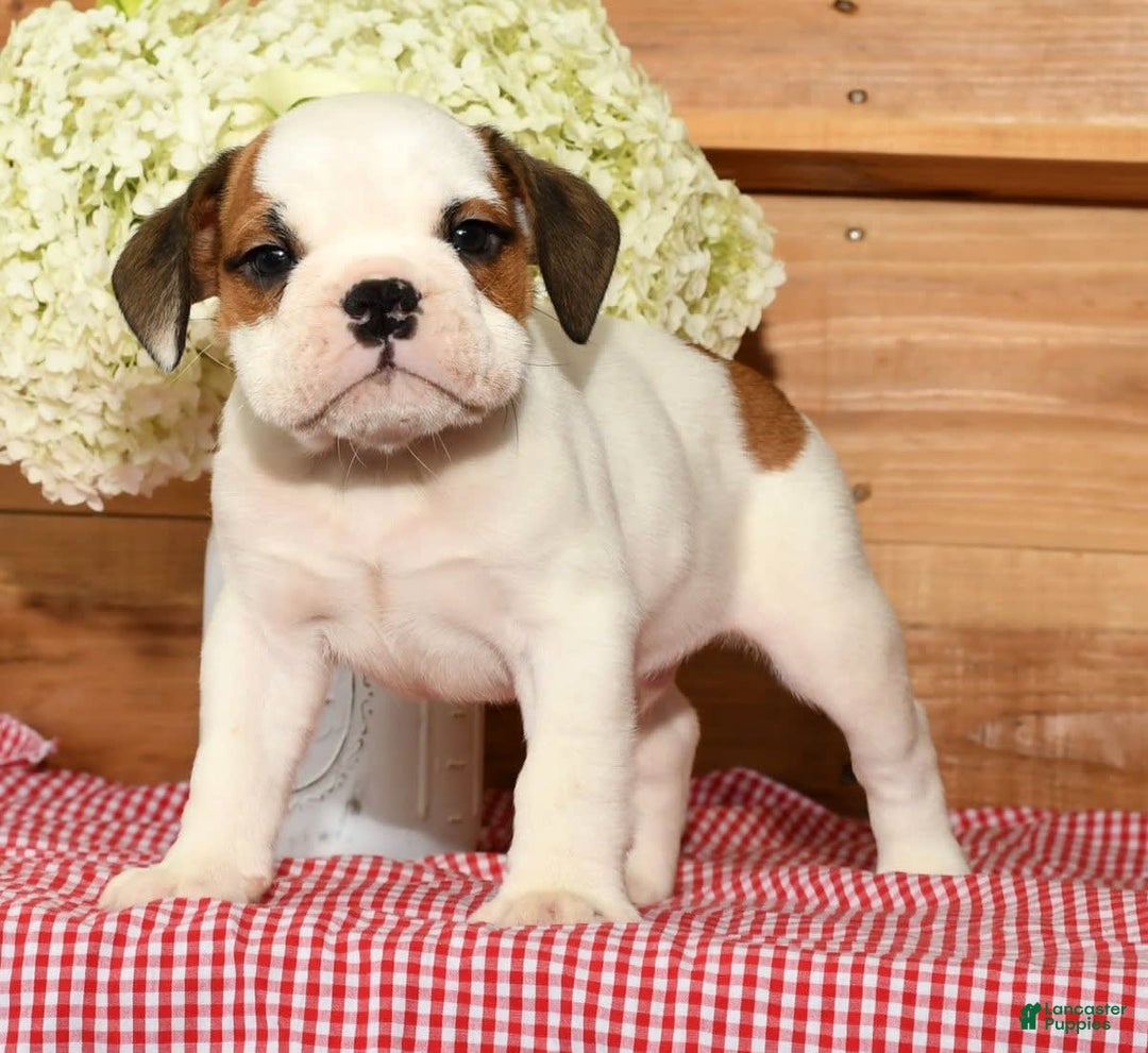 Beabull dogs for sale: Connor - Image 6