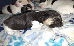Jack Russell Terrier dogs for sale: Girl Black - Image 3