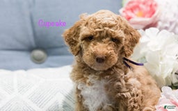 Standard Poodle dogs for sale: Cupcake - Image 4