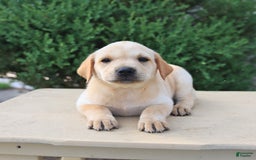 Labrador Retriever dogs for sale: Fern - Image 2