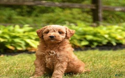 Mini Goldendoodle dogs for sale: Roxie - Image 3