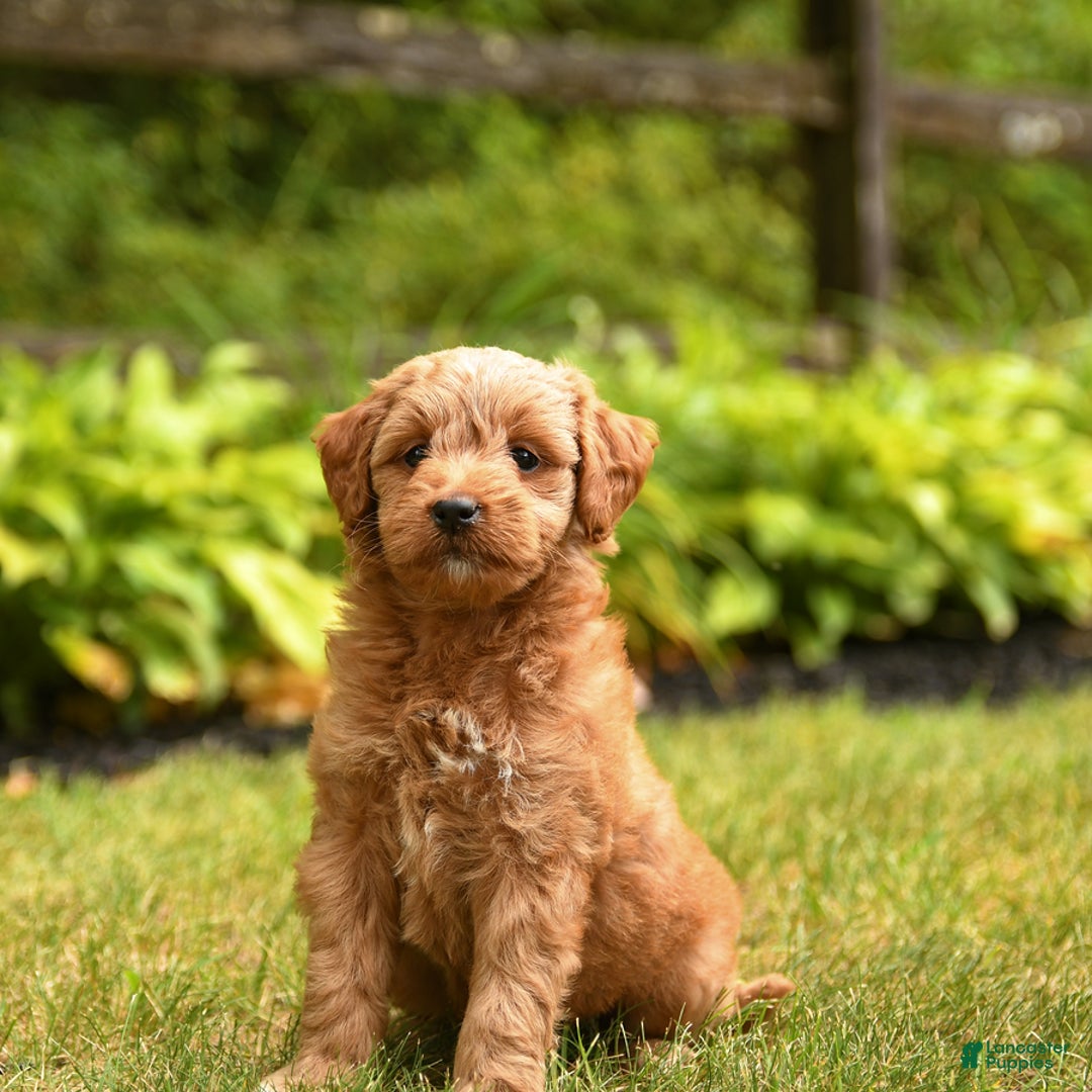 Mini Goldendoodle dogs for sale: Roxie - Image 3