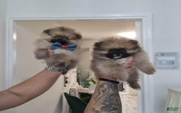 Pomeranian dogs for sale: Dex - Image 4