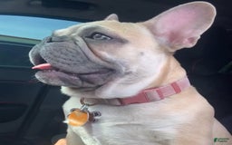 French Bulldog dogs for sale: Six - Image 3
